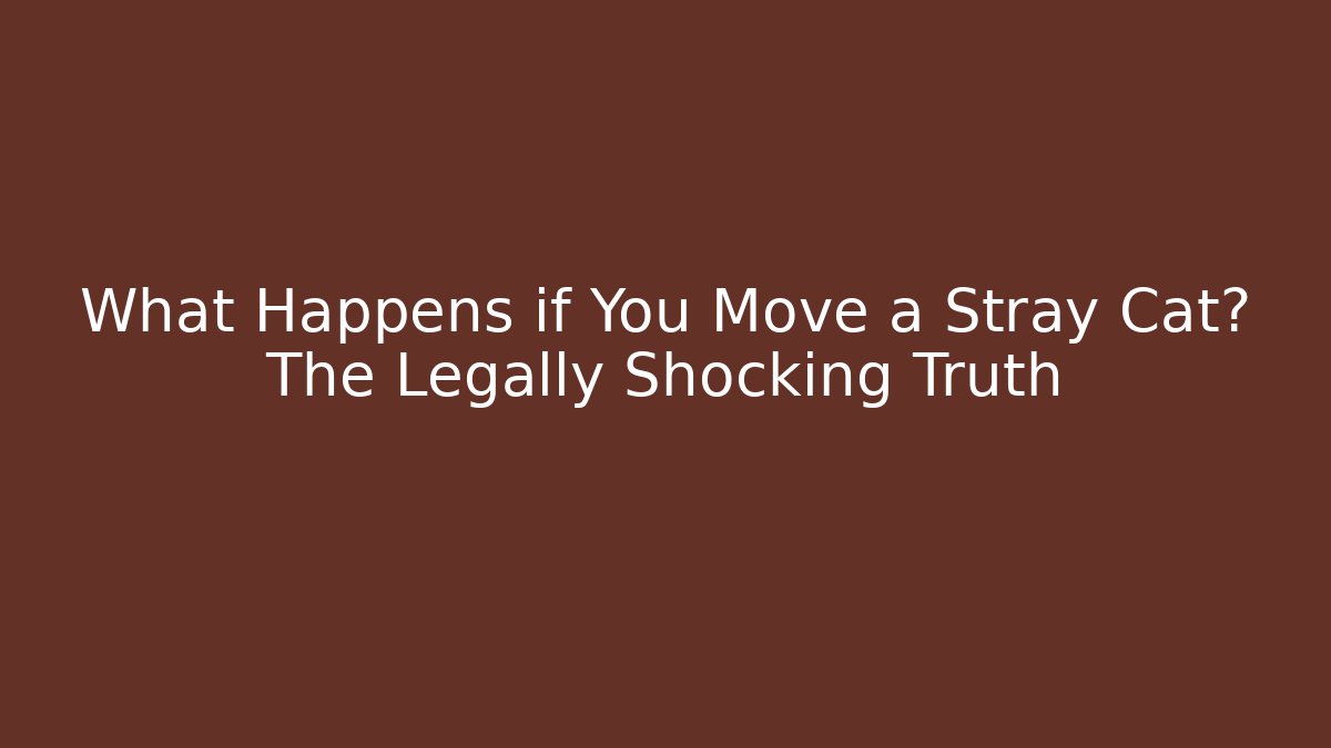 What Happens if You Move a Stray Cat? The Legally Shocking Truth